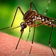 Mississippi reaches 40 West Nile cases; two in Calhoun