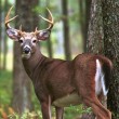 Program on chronic wasting disease in deer set for Nov. 15