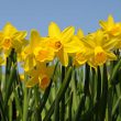 Bruce Board approves changes to handling of park funds; selects official town flower