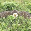 Rescued Bald Eagle euthanized by Jackson Zoo