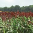 Sorghum acres way down