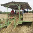 Sweet potato harvest described as “fair”