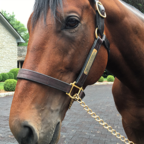 pharoah american visit kentucky highlights