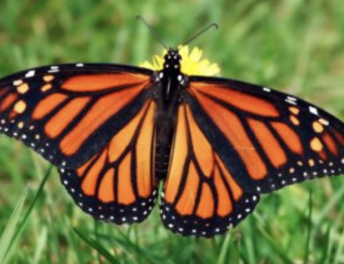 Plant long blooming flowers to help Monarch butterflies