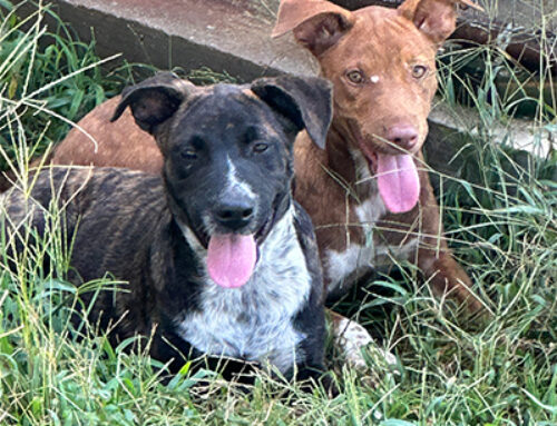 Local rescues have big impact for their owners, community