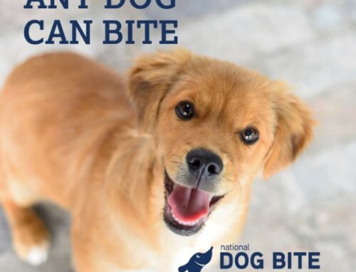 Dog Lovers’ League acknowledges Dog Bite Prevention Week
