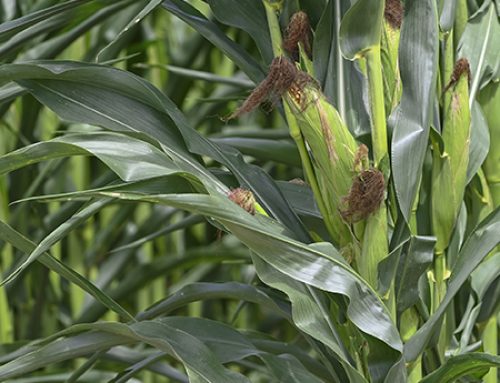 North Mississippi Row Crop Field Day set for Aug. 20