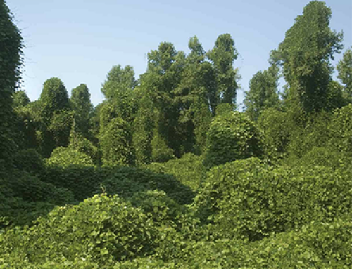 Hopefully we can find a balance controlling kudzu