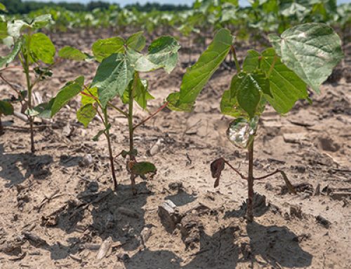 Rainfall amounts, timing hamper cotton crop