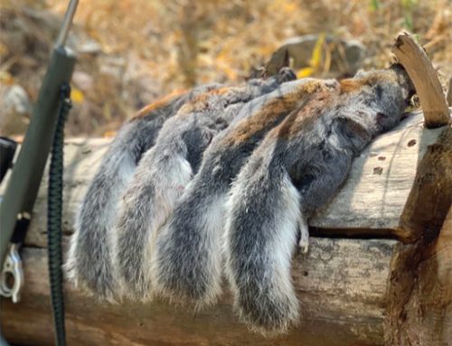 Squirrel hunting among our earliest memories