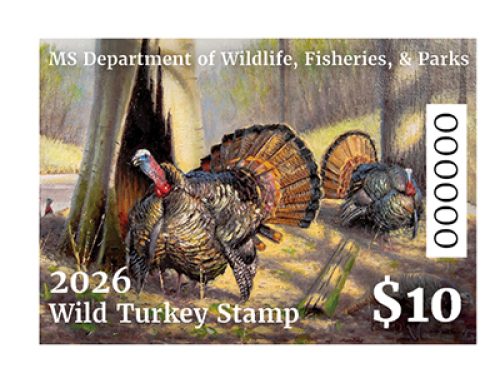 Mississippi Wild Turkey Stamp Available for Purchase Soon