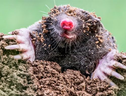 Robert Earl’s News Notes: Murphree helping with mole problem