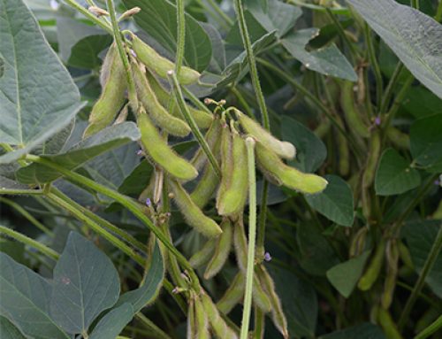 Good crops start with good early decisions