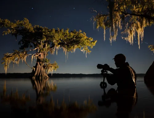 The majesty and power of trees