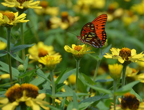 Small gardens can support pollinators with nectar, pollen