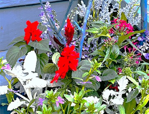 Gestalt Gardener: Flowers like July 4th fireworks