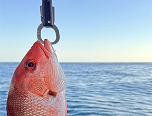 disCARD aims to close data gaps in Gulf fisheries