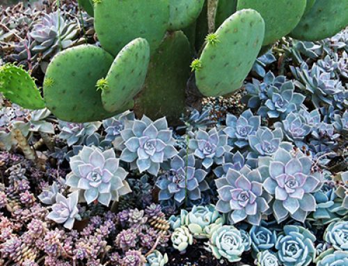 The Gestalt Gardener – Attention grabbing plants