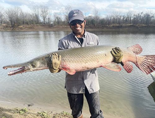 Alligator Gar making remarkable resurgence