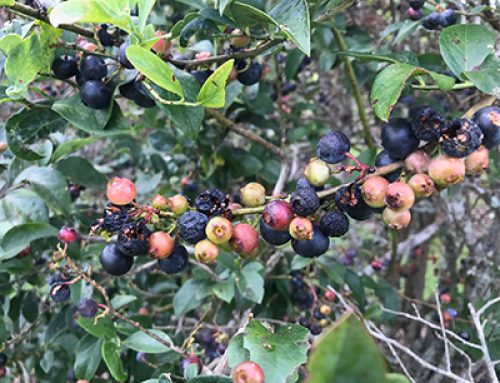 Watermelons, blueberries devastated by summer rain