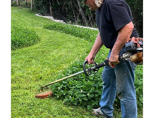 Cutting height is key to a thick lawn