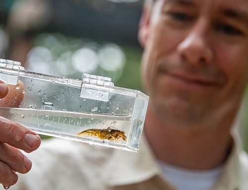 Small creatures tell big stories about stream health