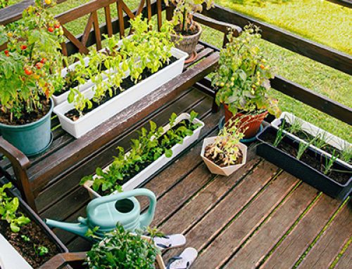 Study, plan homesteading before beginning