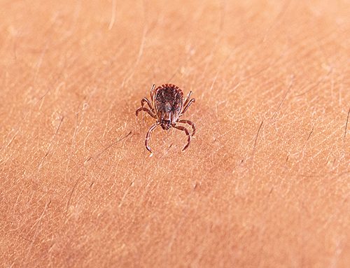 New invasive tick poses major risk to livestock