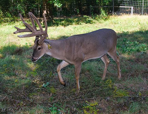 White-tailed deer managed by state’s hunters, farmers