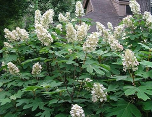 Native plant garden doesn’t have to look like an unkempt pasture
