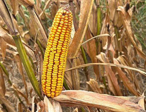 Early corn crop headed to apparent good harvest