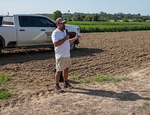 Mississippi soybean, corn crops may set yield records