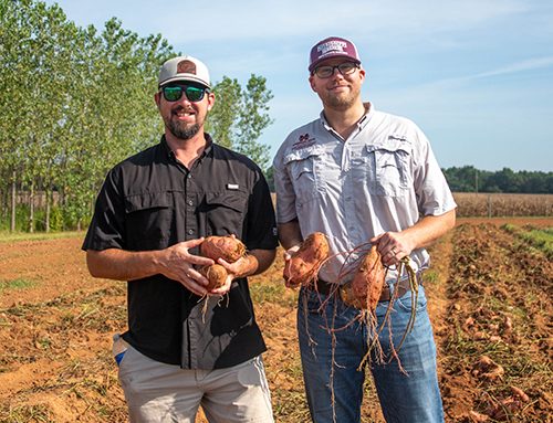 Sweet Potato Field Day showcases alliance