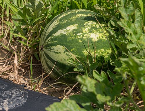 Research supports state watermelon growers