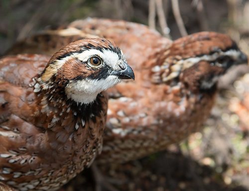 Native plants key to bobwhite quail success