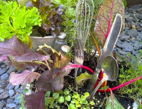 Gestalt Gardener: Consider winter edimentals in recycled pots